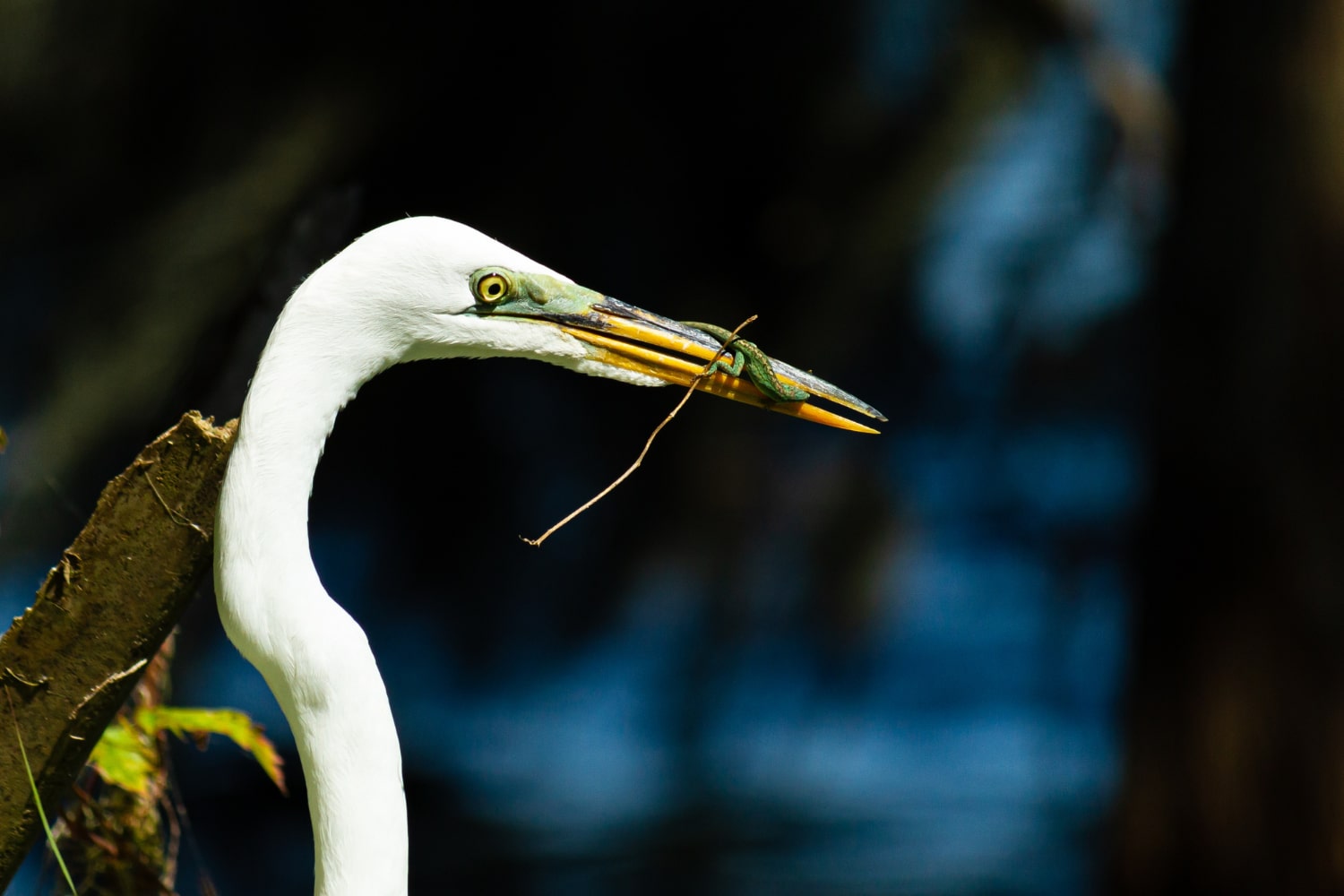Birdwatching Tour in Aswan