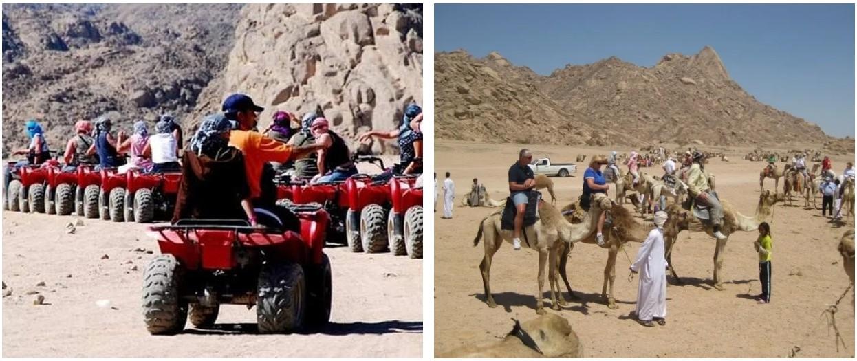 Quad bikers riding across golden Sinai Desert dunes at sunset, with a camel and Bedouin camp in the background during a Sharm El Sheikh desert adventure.