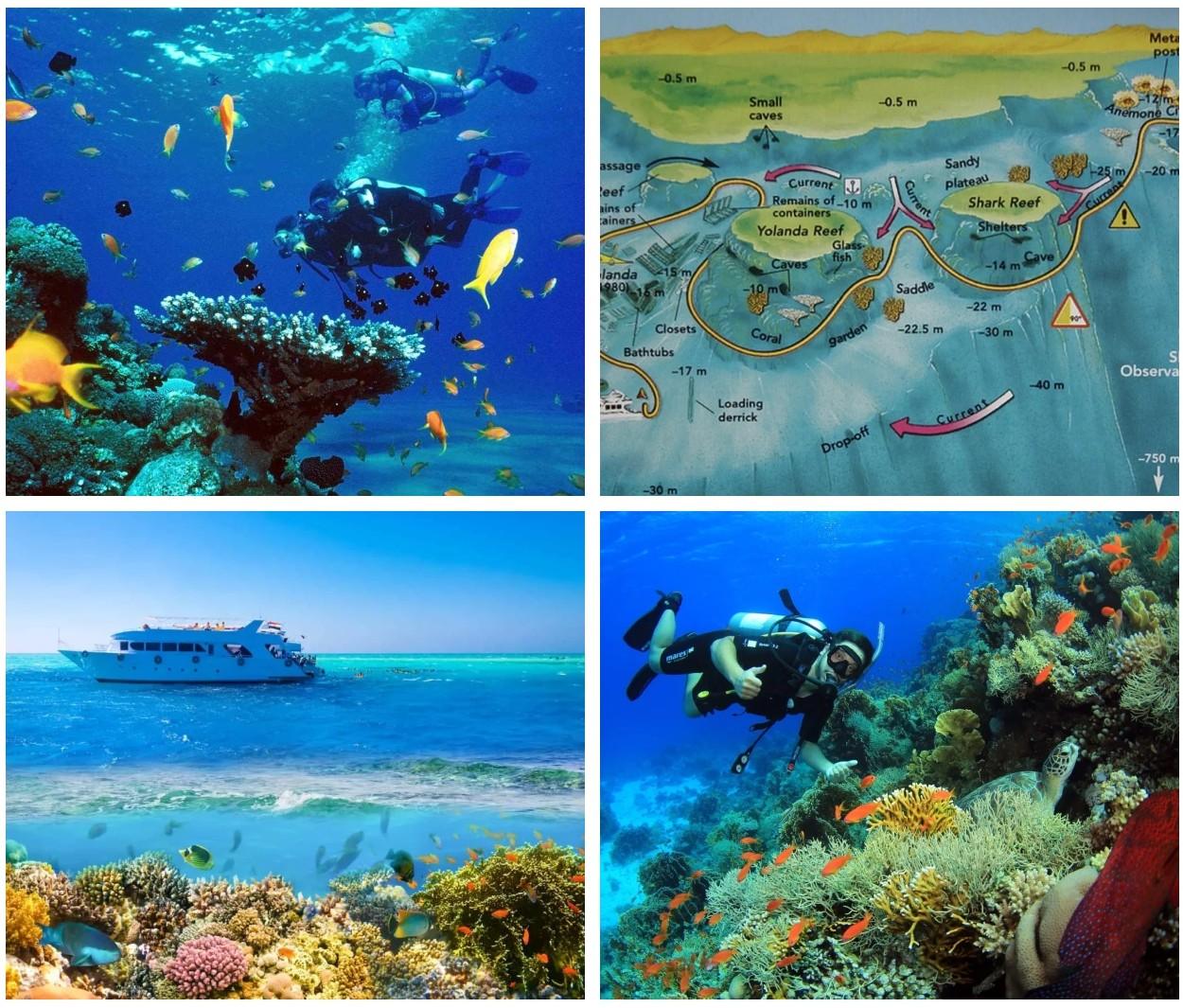 Scuba diving in Sharm El Sheikh, Red Sea, exploring colorful coral reefs and tropical fish