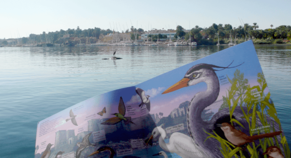Private Birdwatching Tour Nile Nature Aswan - MSM Travel Egypt