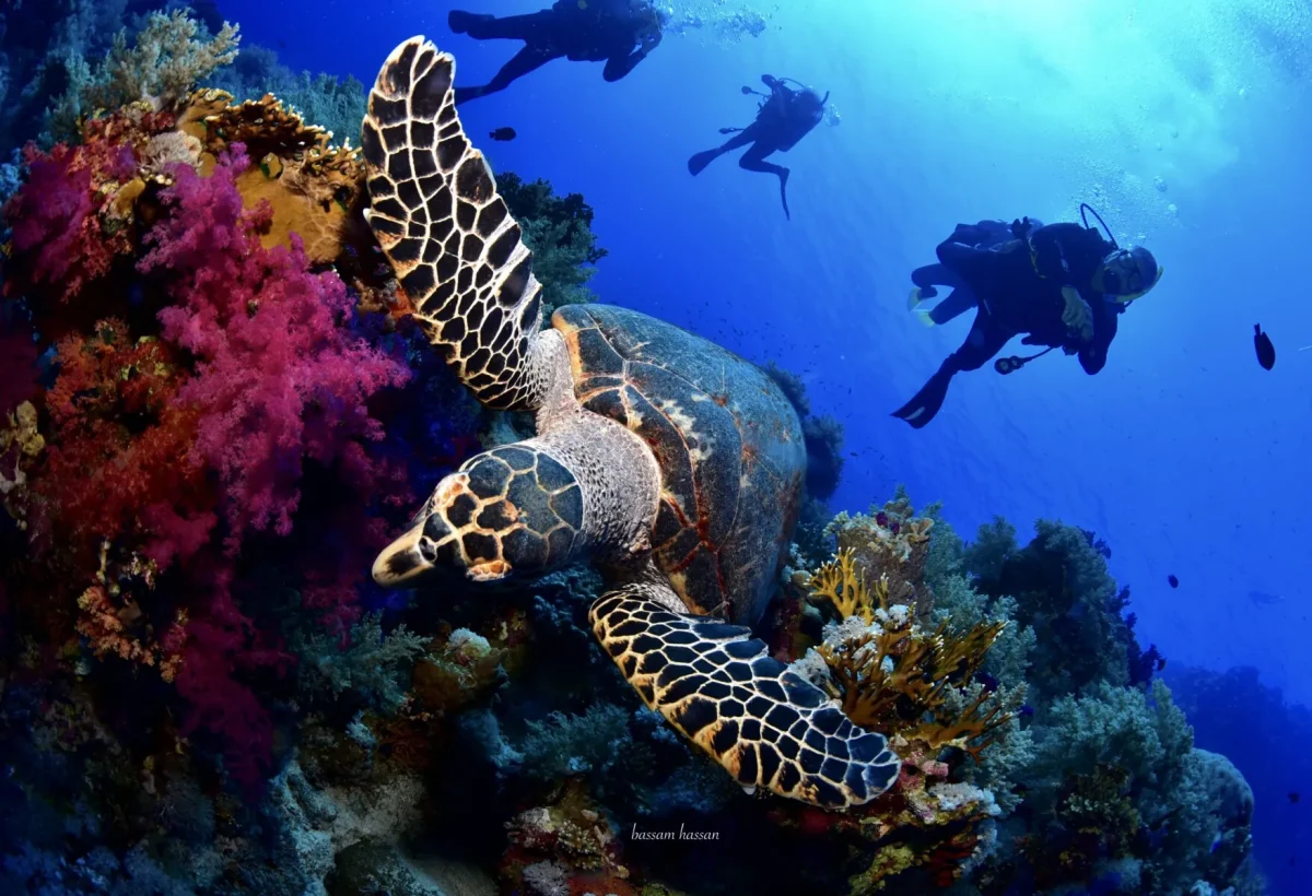 Scuba diver exploring colorful coral reefs and tropical fish in Sharm El Sheikh, Red Sea.