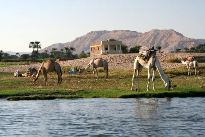 Traditional Camel Ride on Luxor West Bank - MSM Travel Egypt
