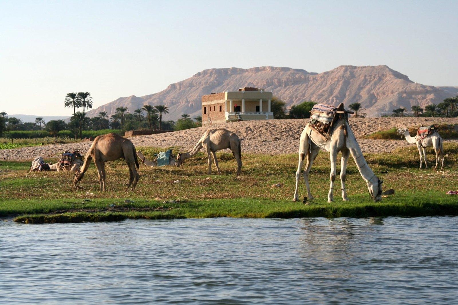 A traveler riding a camel through the desert with the Theban Hills in the background Luxor