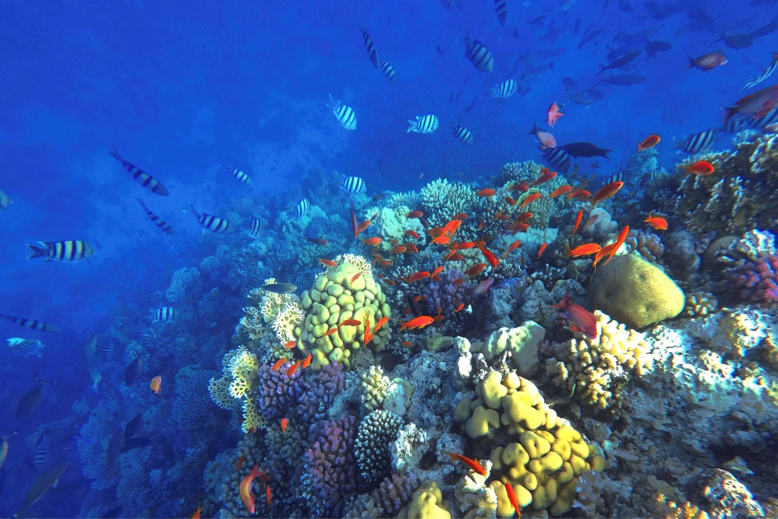 Tourists exploring the Great Pyramids of Giza with a guide.
