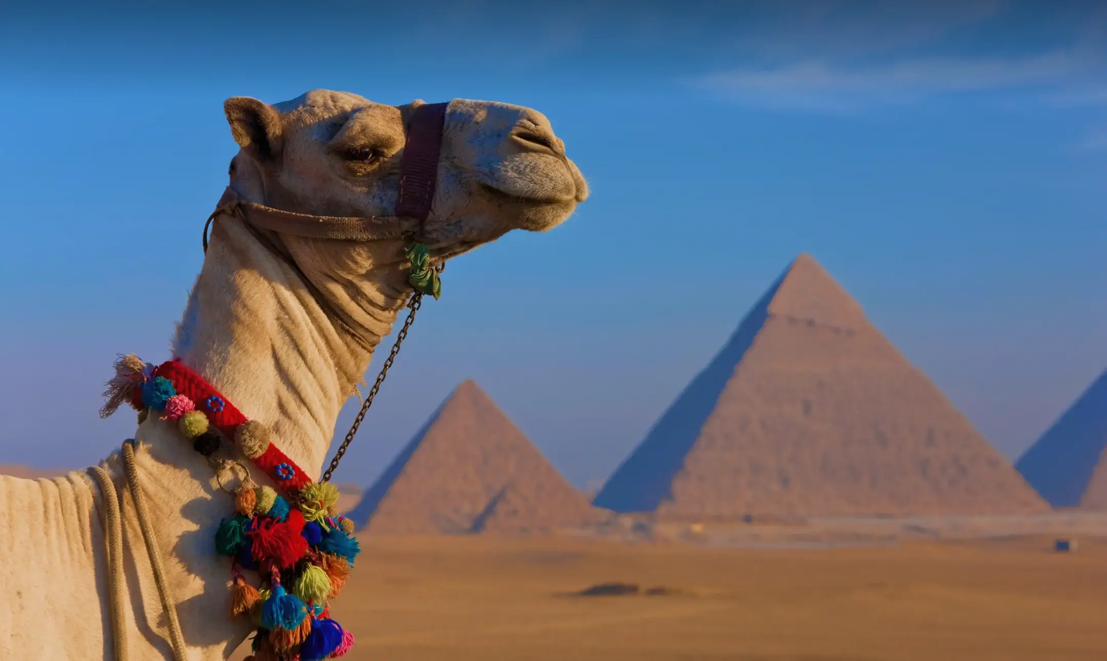 Egypt Executive Transport and Chauffeur Service Guide - MSM Travel Egypt